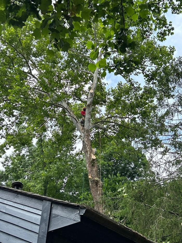 Images Southeast Tree
