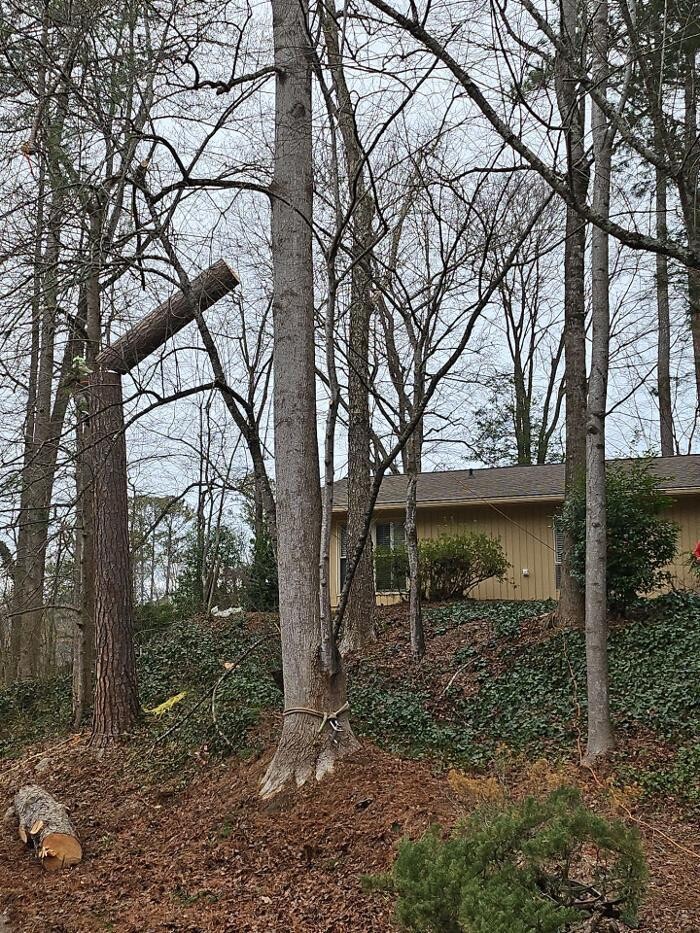 Images Southeast Tree
