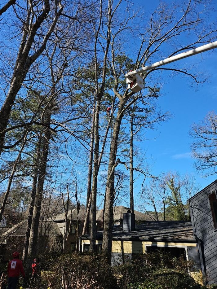 Images Southeast Tree