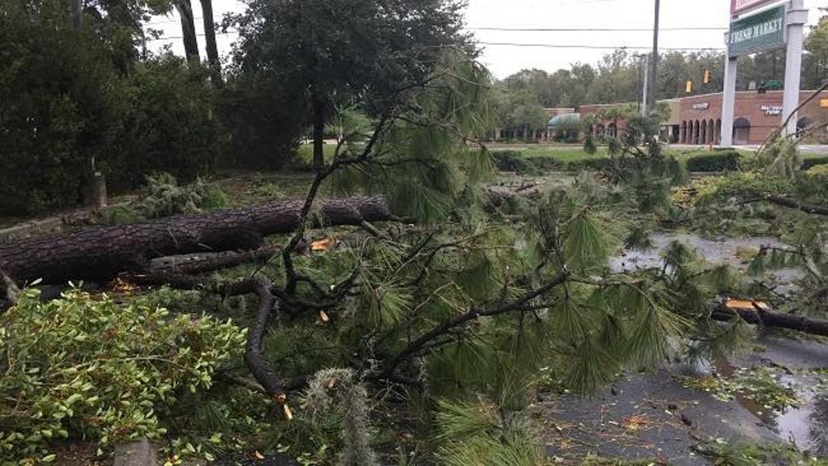 Images Southeast Tree