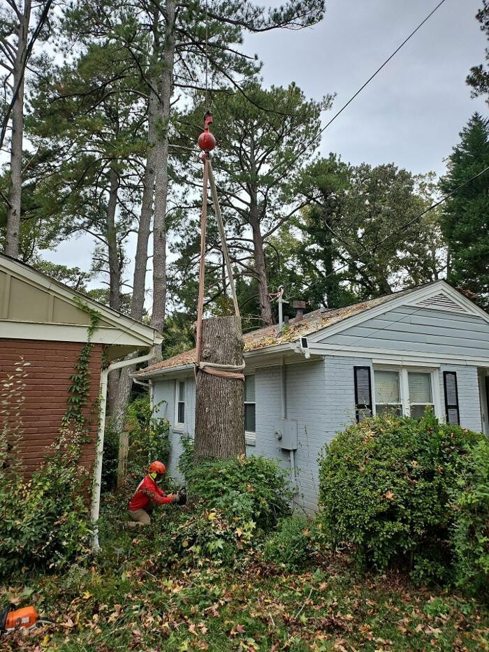 Images Southeast Tree