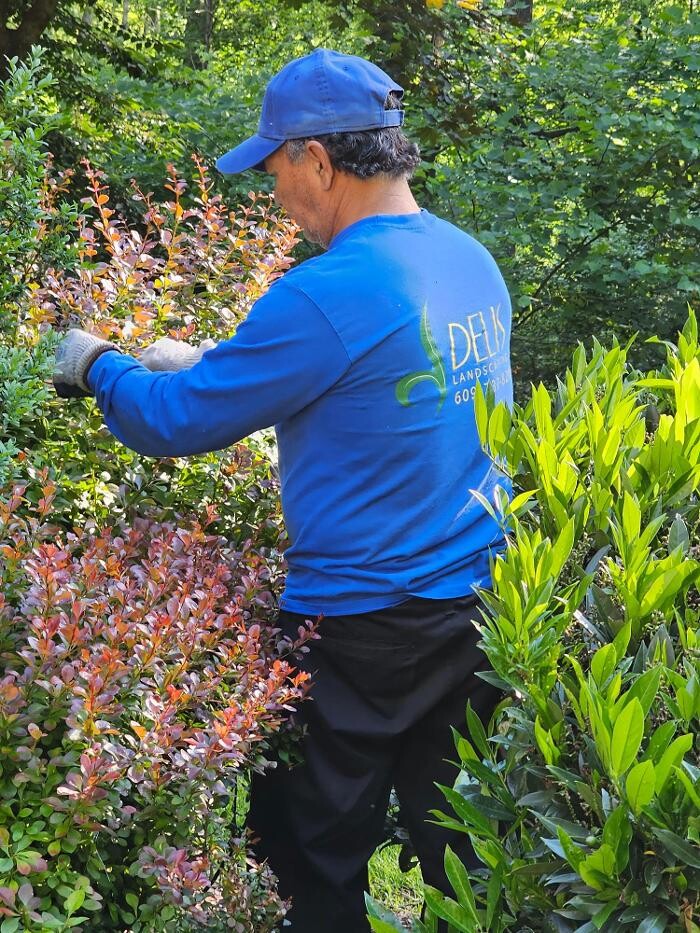 Images DELIS Landscaping