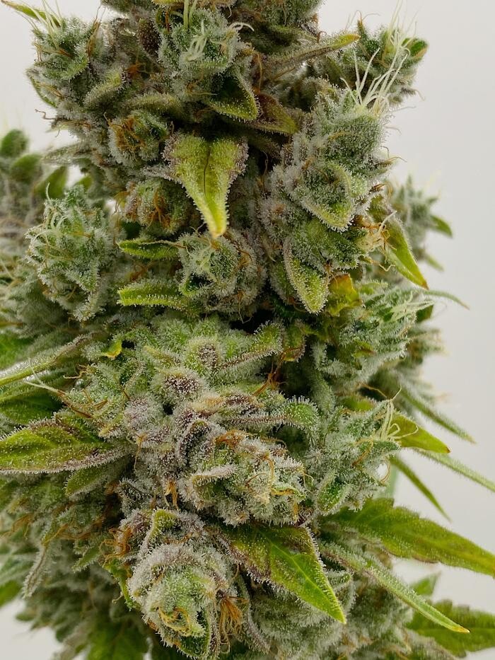 Images High West Cannabis