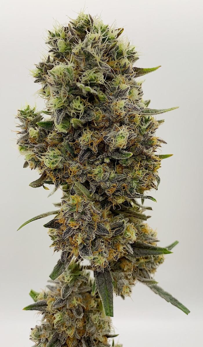 Images High West Cannabis