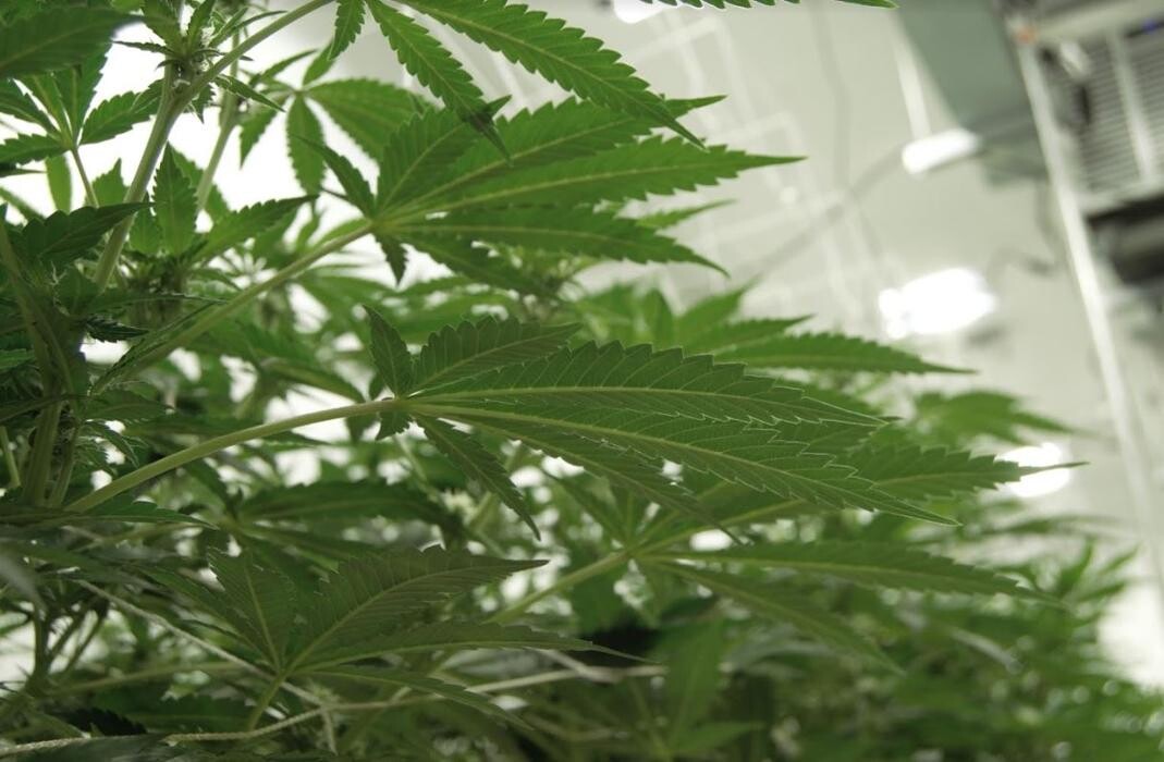 Images High West Cannabis