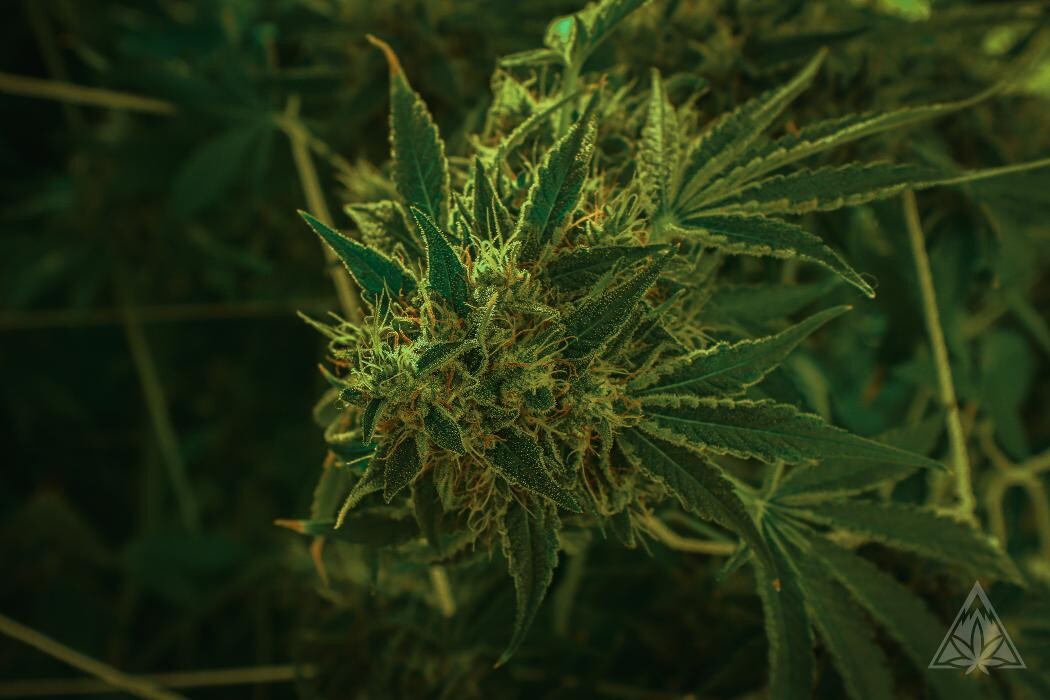 Images High West Cannabis