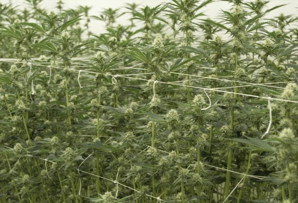 Images High West Cannabis