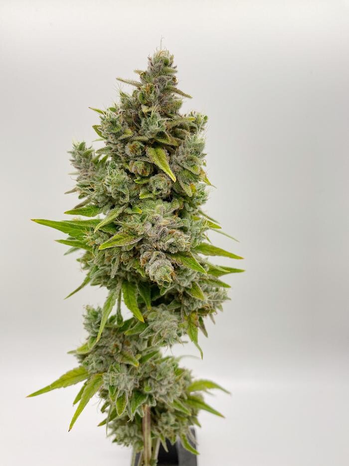 Images High West Cannabis