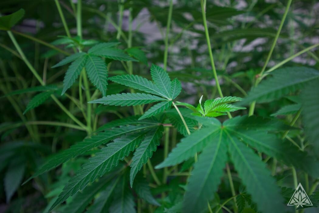 Images High West Cannabis