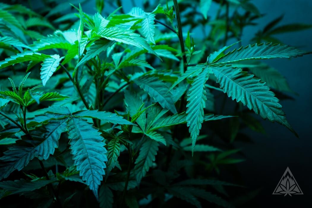 Images High West Cannabis