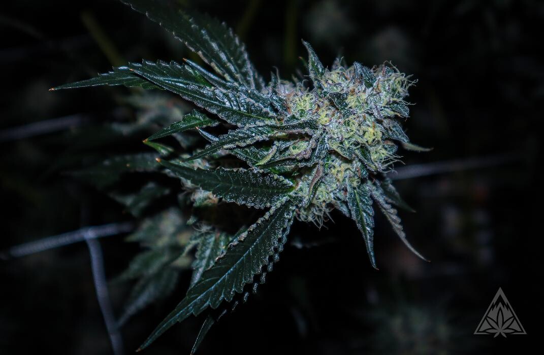 Images High West Cannabis