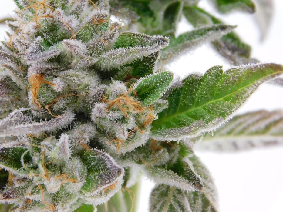 Images High West Cannabis