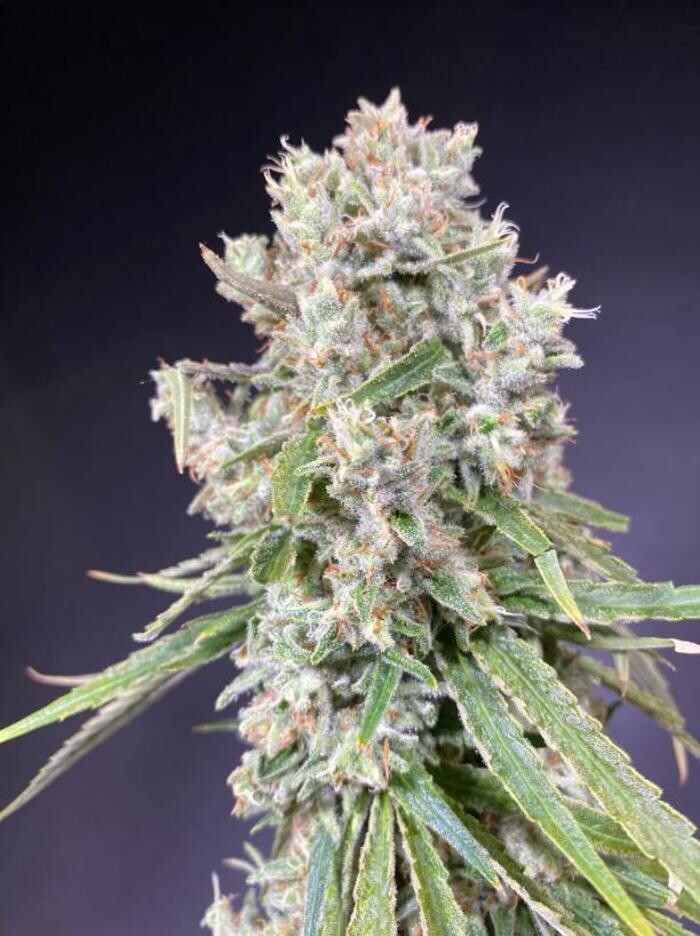Images High West Cannabis