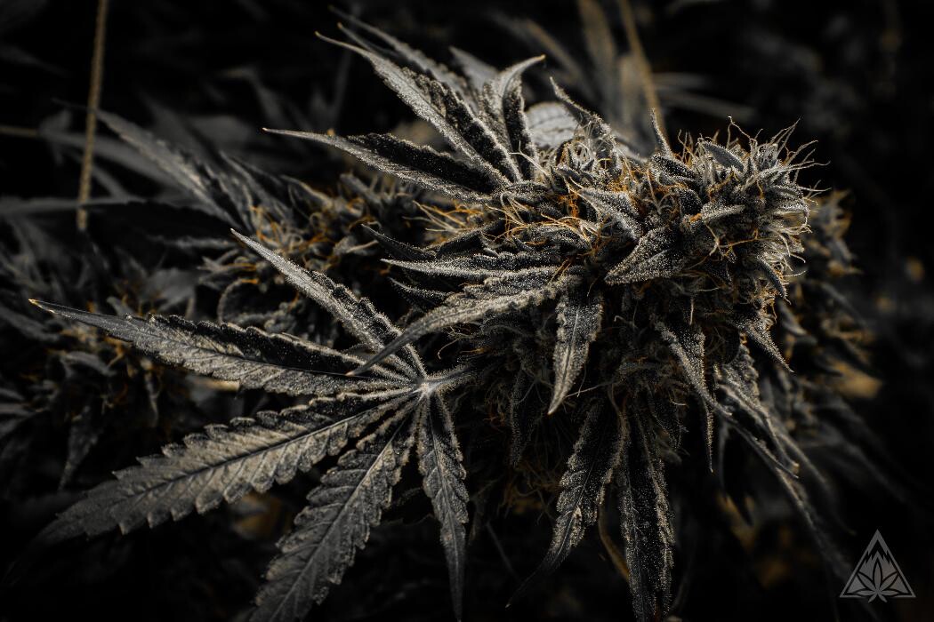 Images High West Cannabis