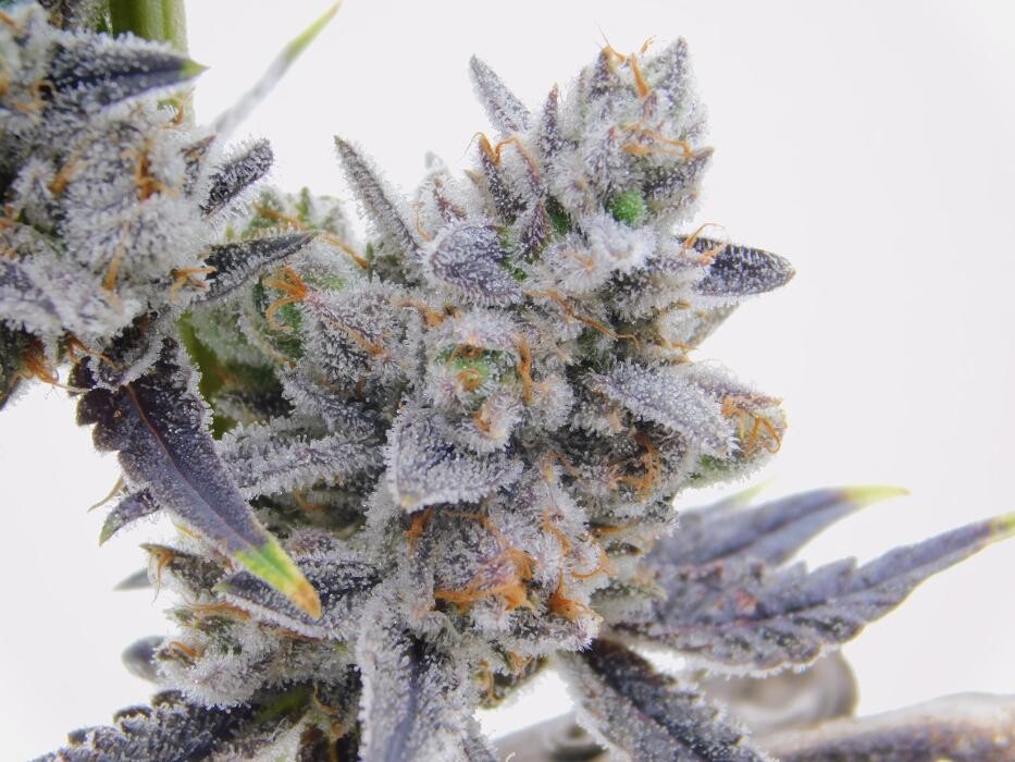 Images High West Cannabis