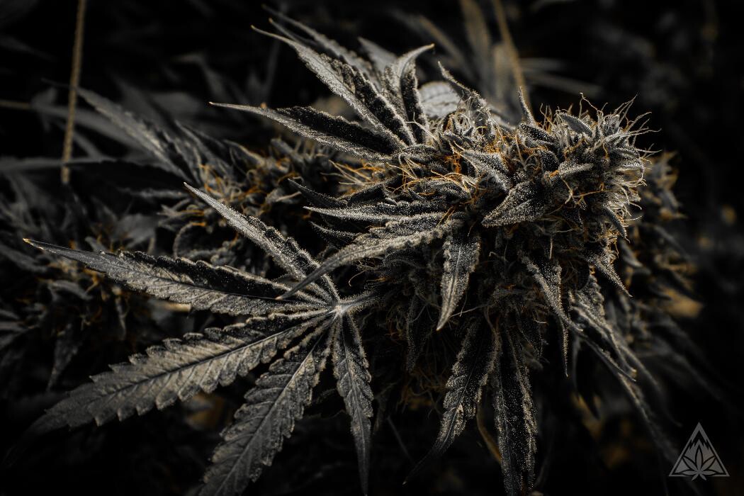 Images High West Cannabis