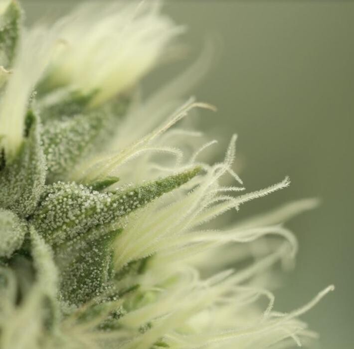 Images High West Cannabis