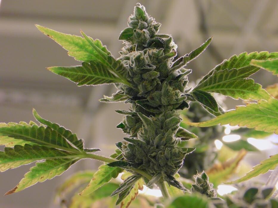 Images High West Cannabis