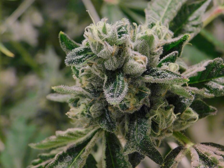 Images High West Cannabis