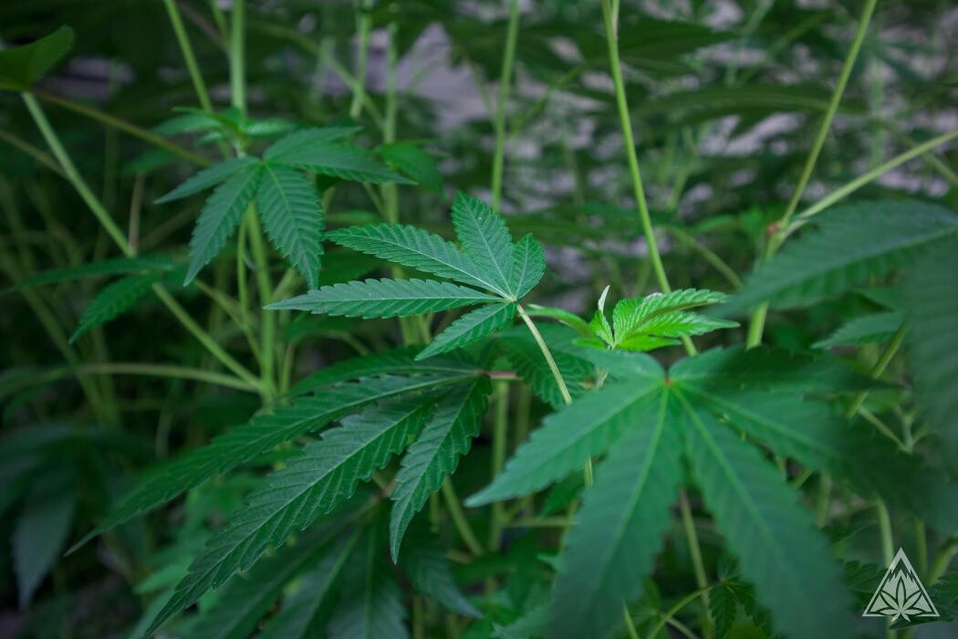 Images High West Cannabis