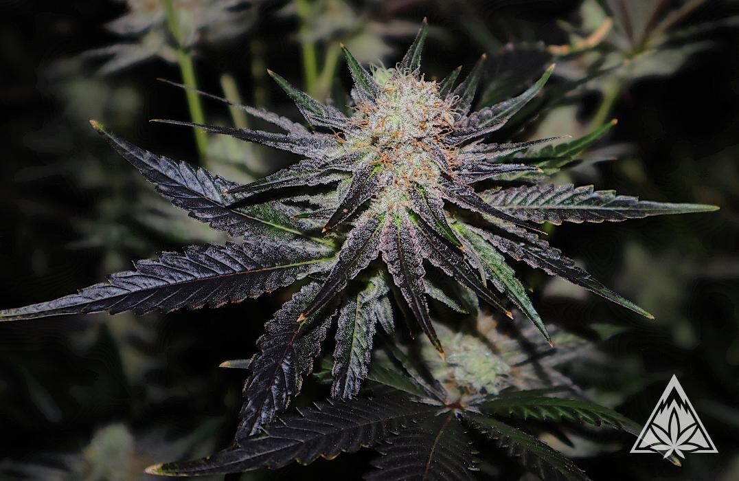 Images High West Cannabis