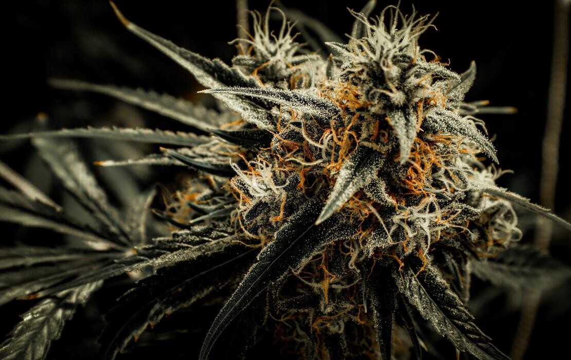 Images High West Cannabis