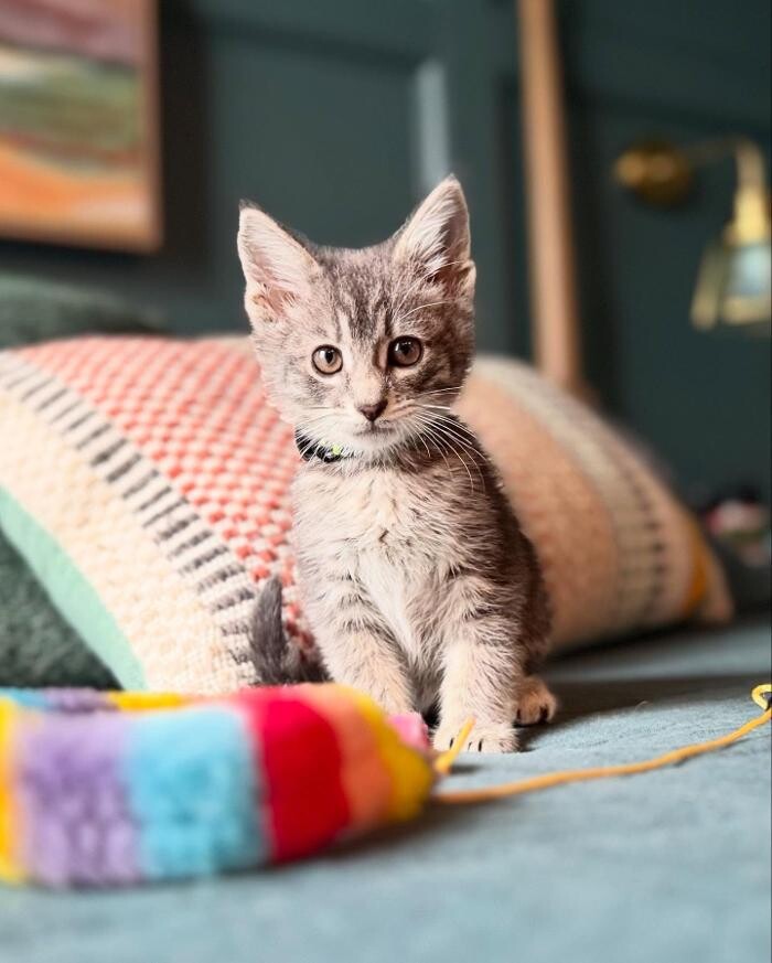 Images Queen City Animal Hospital