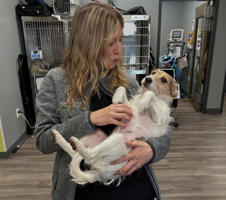 Images Queen City Animal Hospital