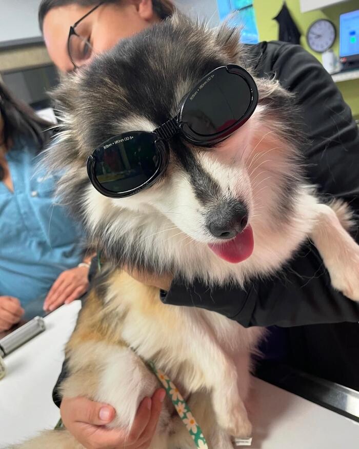 Images Queen City Animal Hospital