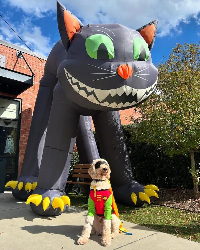 Images Queen City Animal Hospital