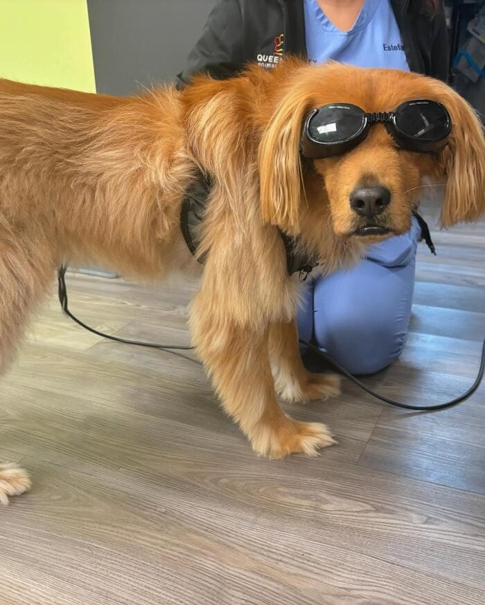 Images Queen City Animal Hospital