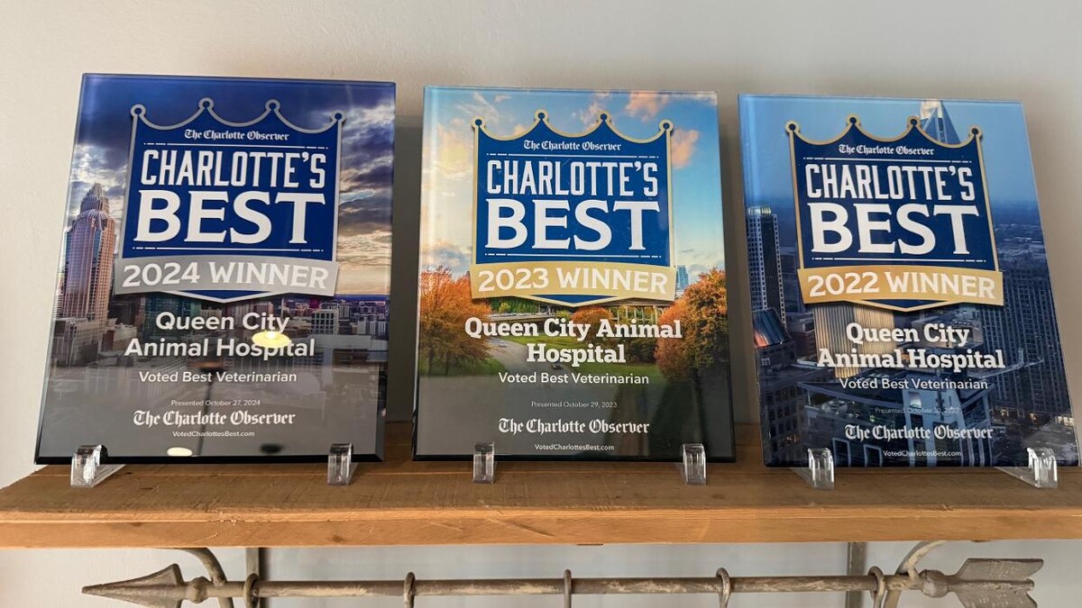 Images Queen City Animal Hospital