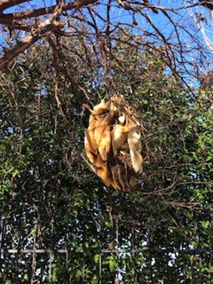 Images Trutech Wildlife Service