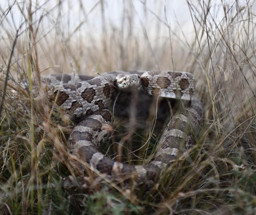 Images Trutech Wildlife Service