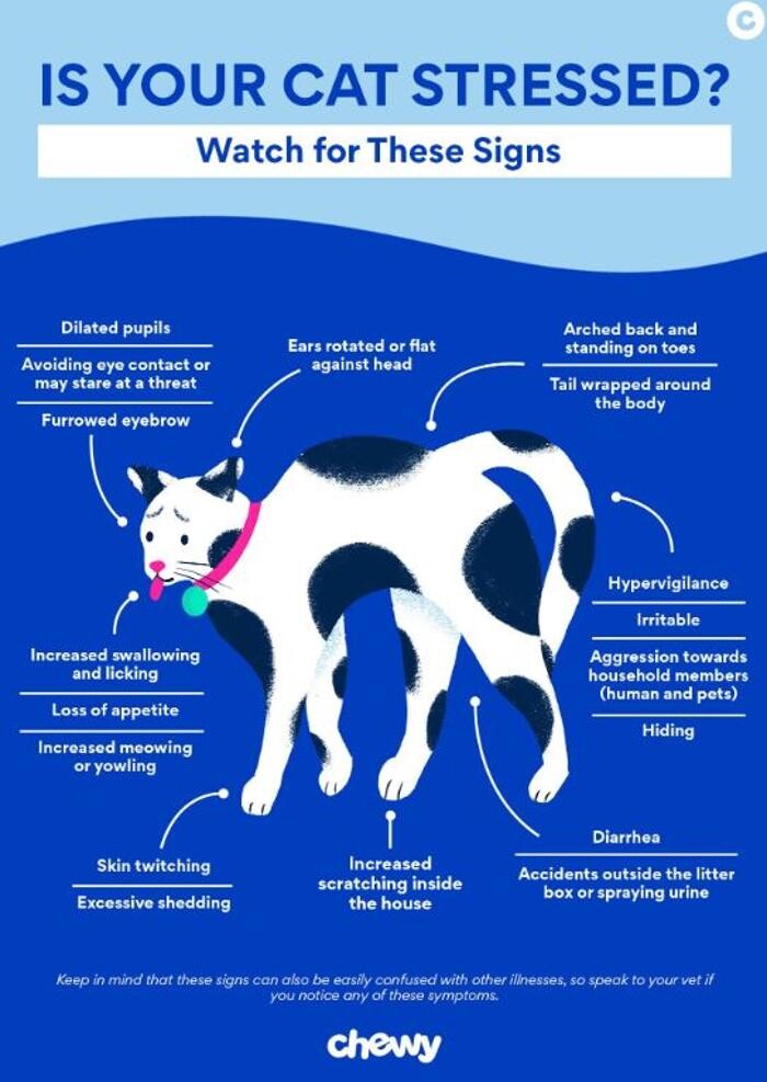 Images Wayne Heights Animal Hospital