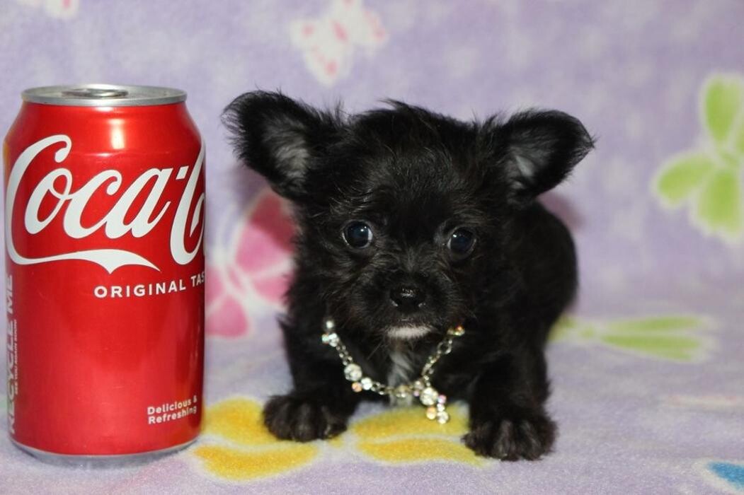 Images Wayne Heights Animal Hospital