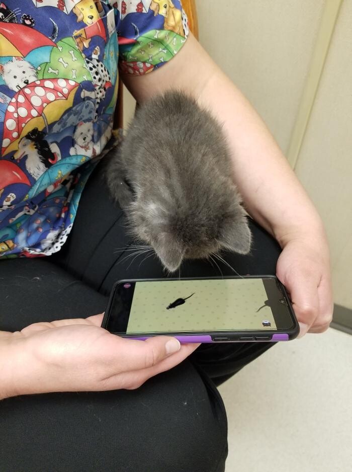 Images Wayne Heights Animal Hospital