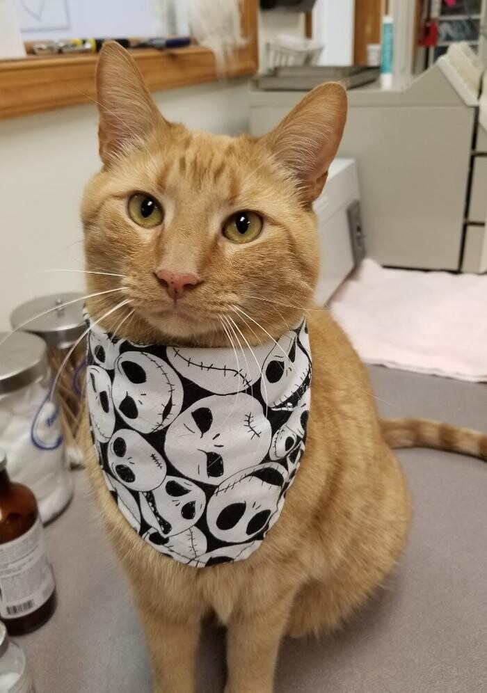 Images Wayne Heights Animal Hospital