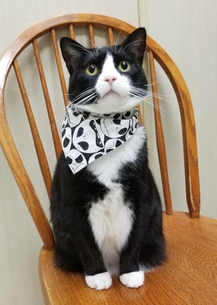 Images Wayne Heights Animal Hospital