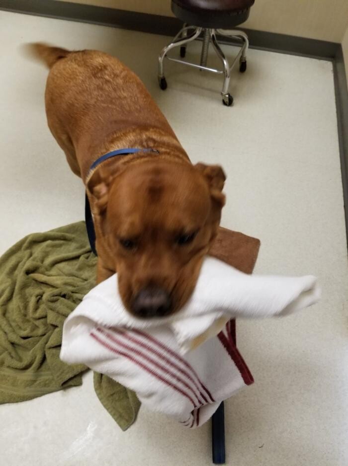 Images Wayne Heights Animal Hospital