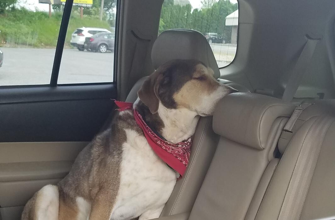 Images Wayne Heights Animal Hospital