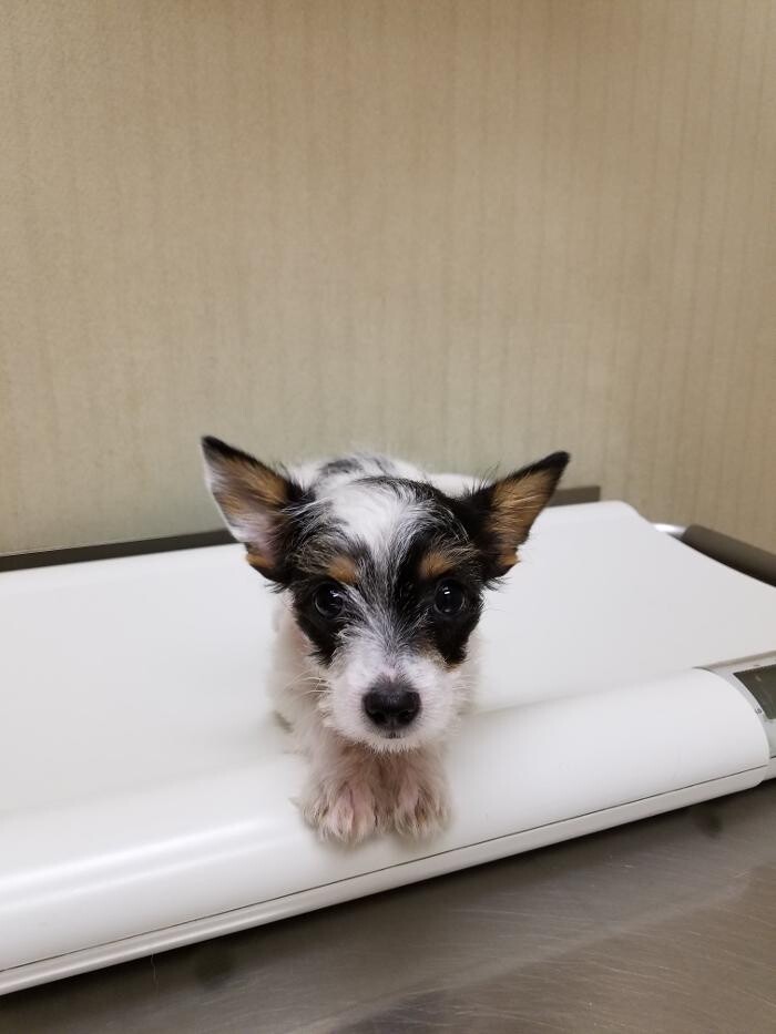 Images Wayne Heights Animal Hospital