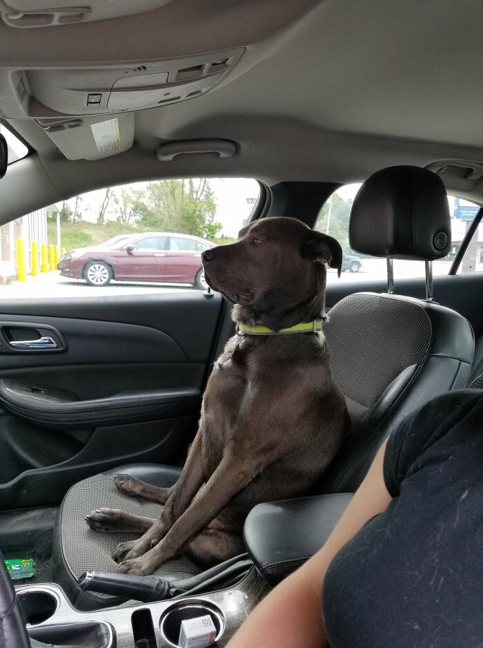 Images Wayne Heights Animal Hospital