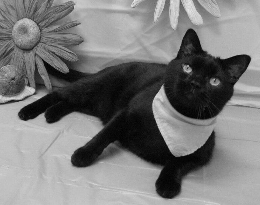 Images Wayne Heights Animal Hospital