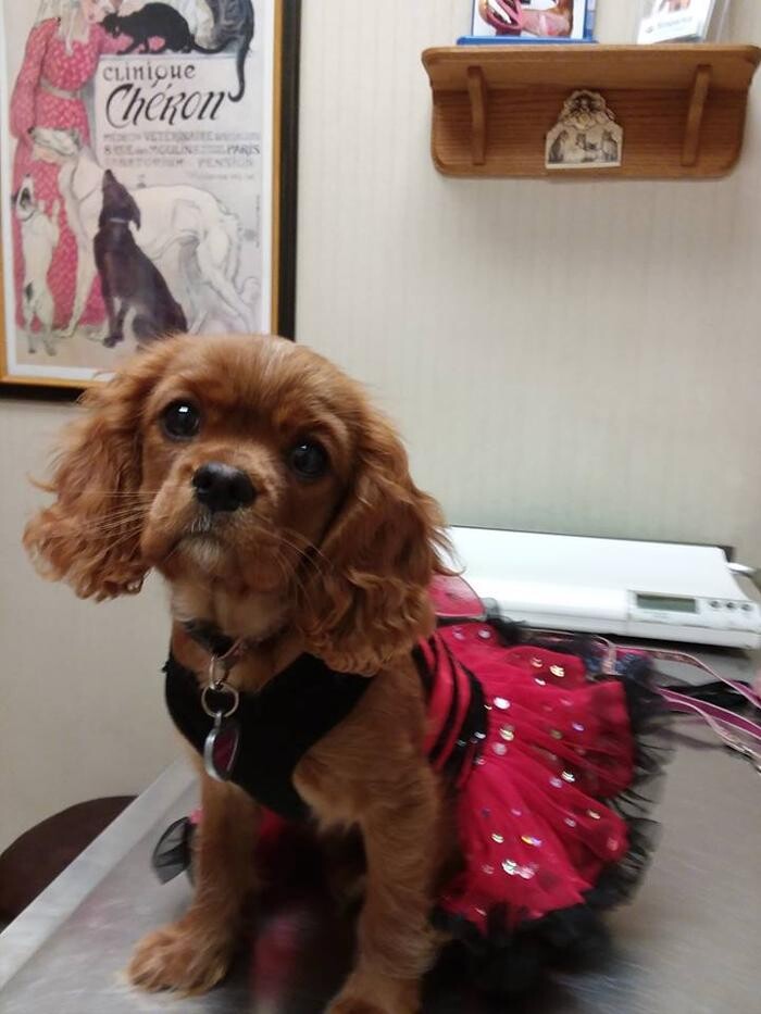 Images Wayne Heights Animal Hospital