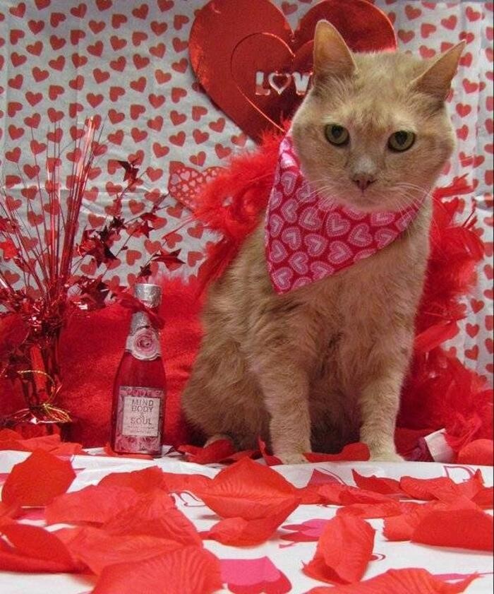 Images Wayne Heights Animal Hospital