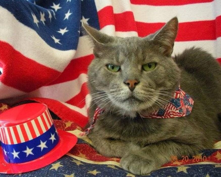 Images Wayne Heights Animal Hospital