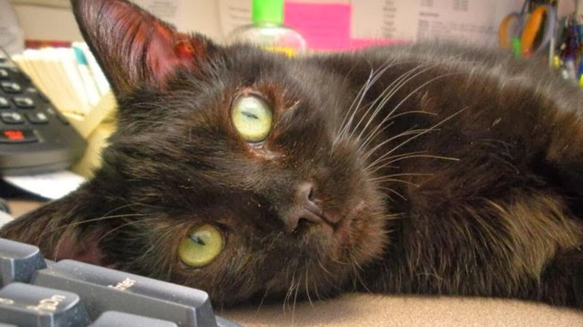 Images Wayne Heights Animal Hospital