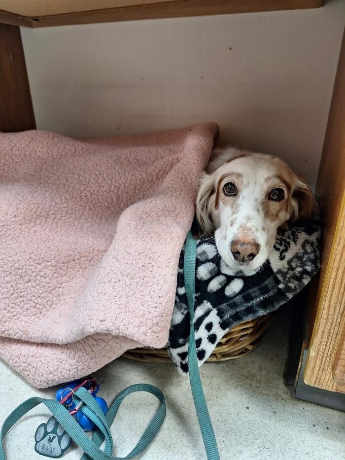 Images Wayne Heights Animal Hospital