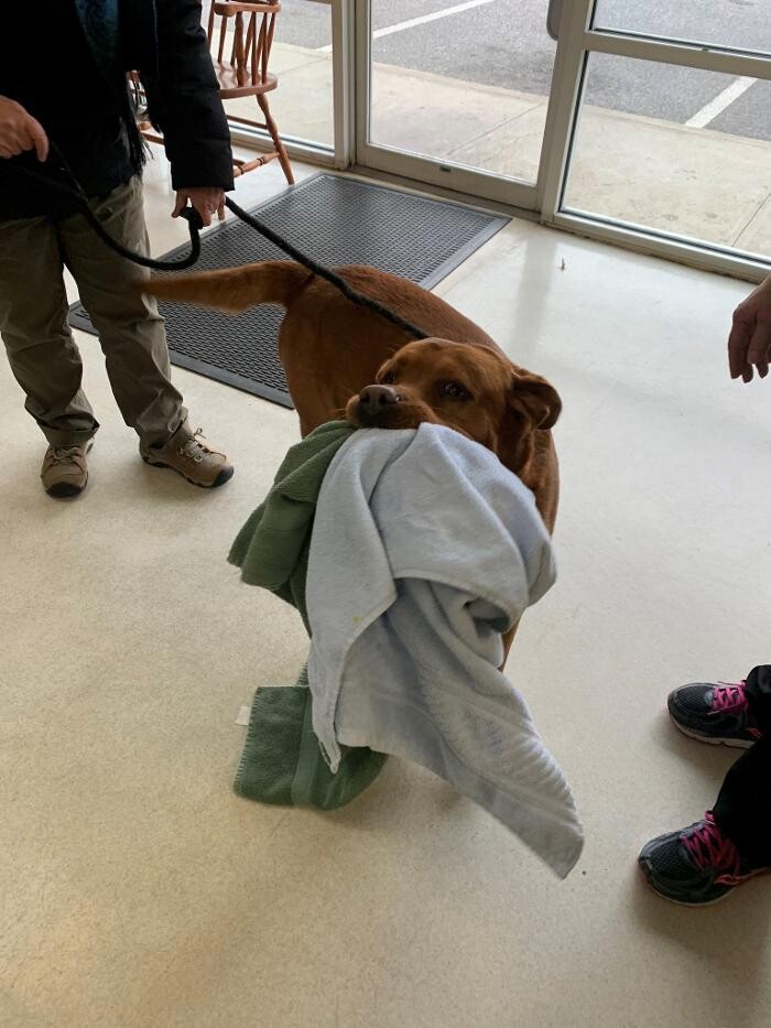 Images Wayne Heights Animal Hospital